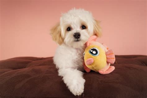 In Cute Pocket Puppy 3D – Part 2 you get a sweet doggy, which you should name and feed; you should play with him and take care of him. If you do not pay enough attention to your pet, he will not run away …